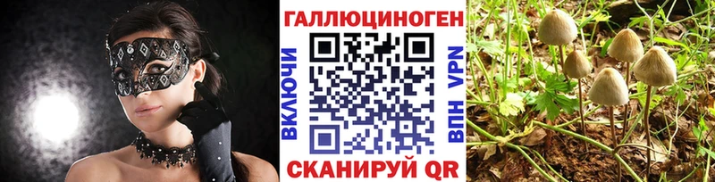 Псилоцибиновые грибы Psilocybe  Купить где  Циолковский 